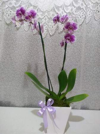 Orquídeas Brancas Roxas Flores Naturais