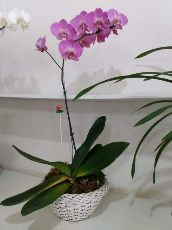 Floricultura Belas Artes | Orquídeas - Roxas