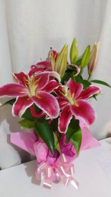 LÍRIO PERFUMADO / ROSA / UNICO