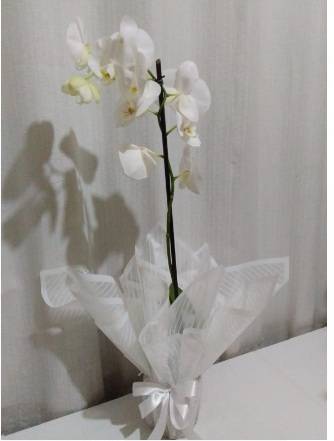 ORQUÍDEAS BRANCAS / 01 UNIDADE