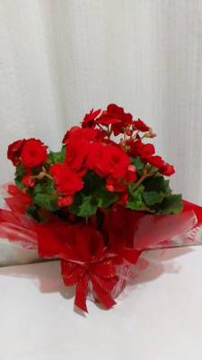 BEGÔNIA VERMELHAS / 01 UNIDADE