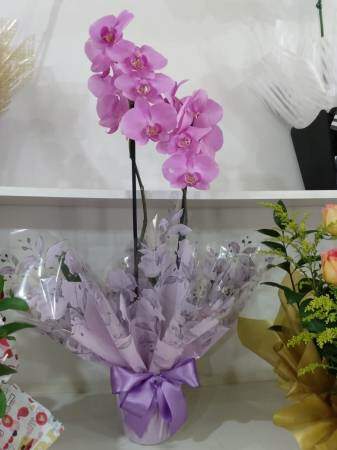 Orquídeas Roxo Flores Naturais