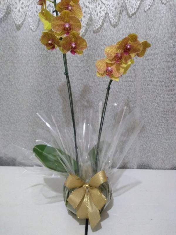 Floricultura Belas Artes | Orquídeas - Amarelas