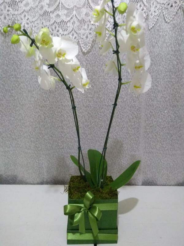 Floricultura Belas Artes | Orquídeas - Brancas